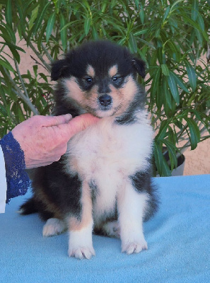Les chiots de Colley à poil long