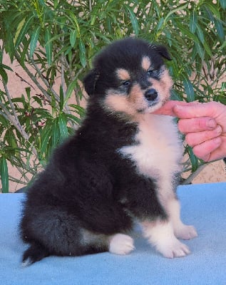 Les chiots de Colley à poil long