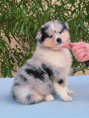 Les chiots de Colley à poil long