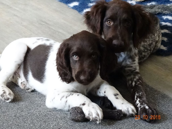 Accueil Elevage De La Vallée De La Py Eleveur De Chiens