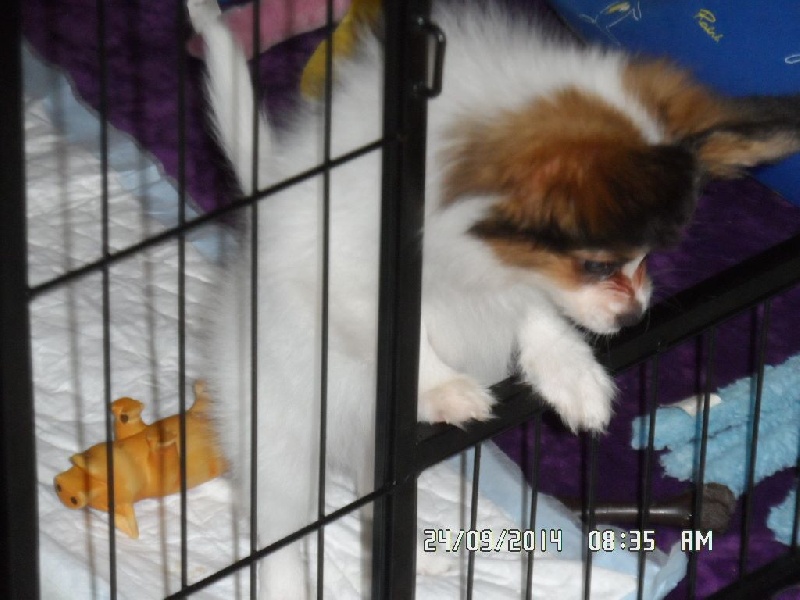 Jepp De La Vallée De La Py