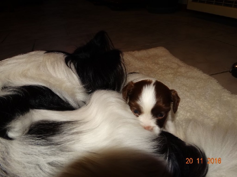 Mirabelle De La Vallée De La Py