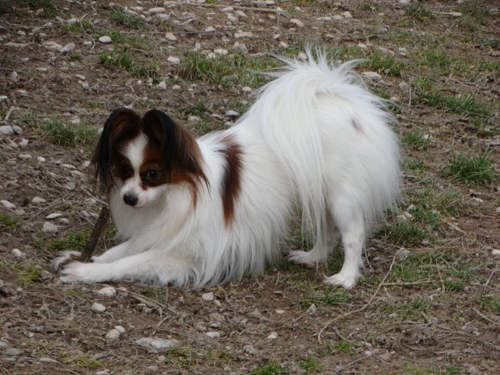 Jepp De La Vallée De La Py