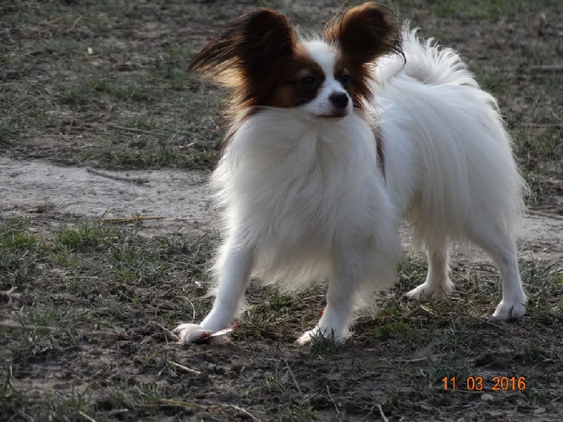 Jepp De La Vallée De La Py