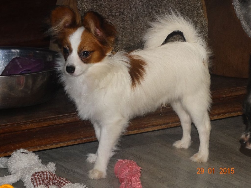 Jepp De La Vallée De La Py