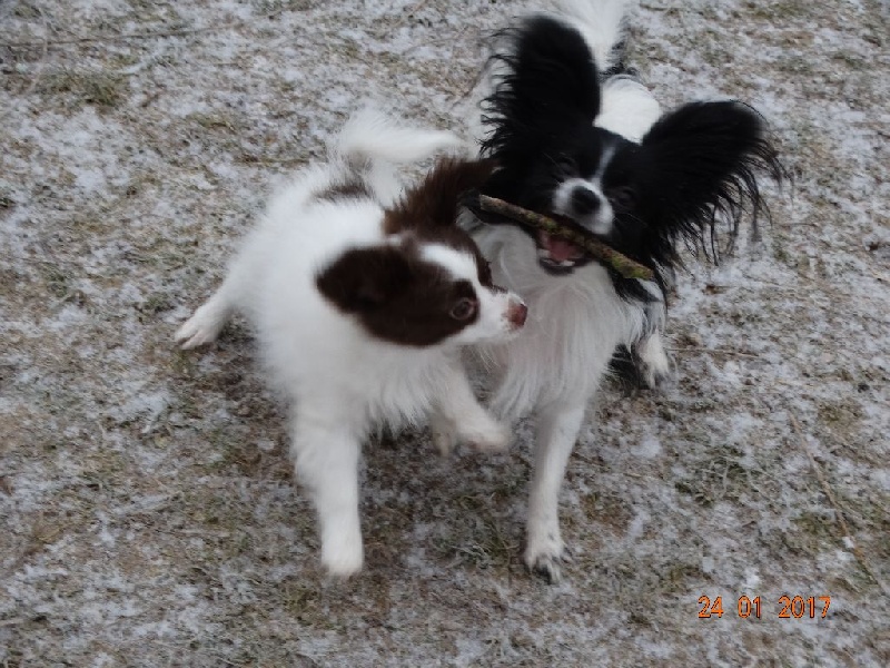 Mirabelle De La Vallée De La Py
