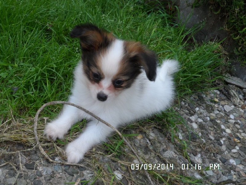 Jepp De La Vallée De La Py