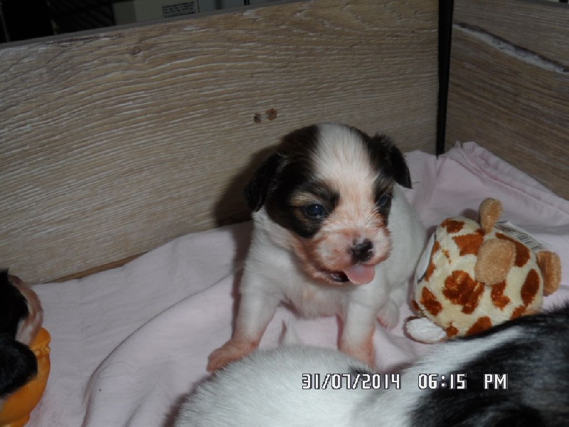 Jepp De La Vallée De La Py