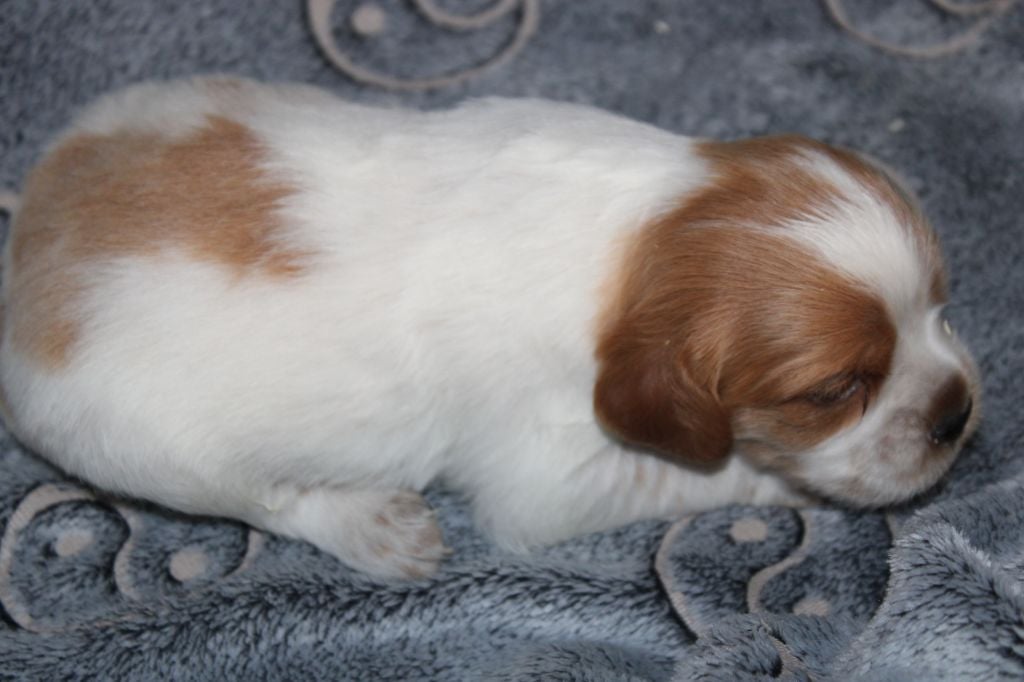 Artus De La Vallée De La Py