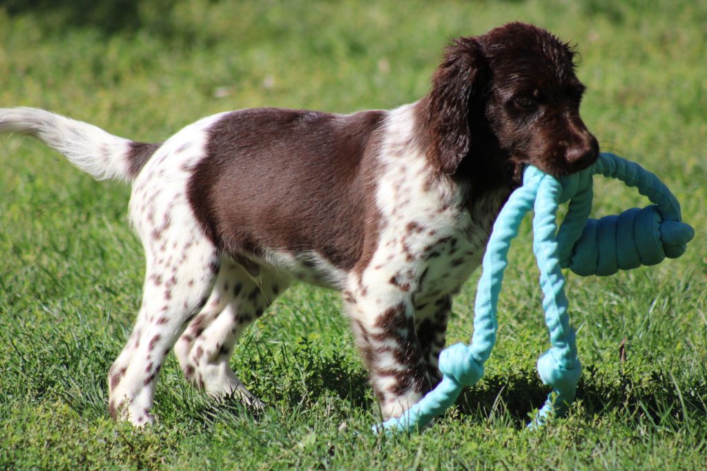 Alpha De La Vallée De La Py