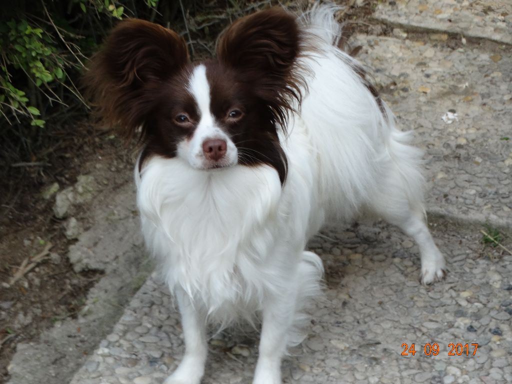 Mirabelle De La Vallée De La Py