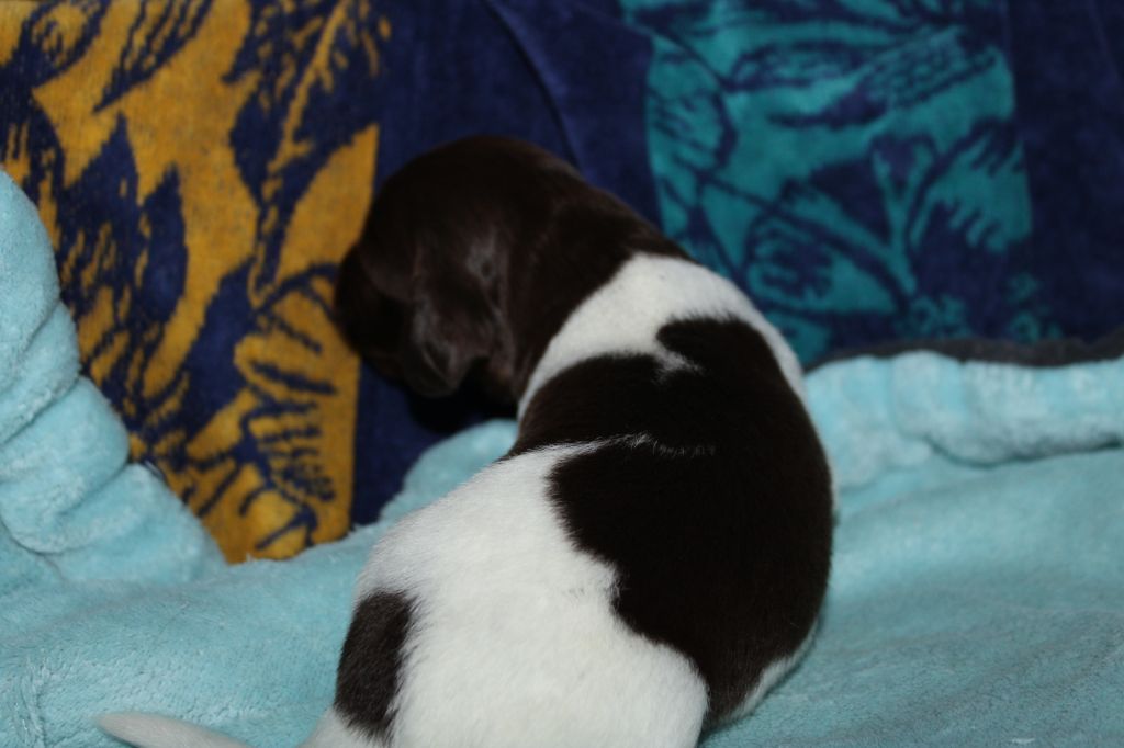 Alpha De La Vallée De La Py