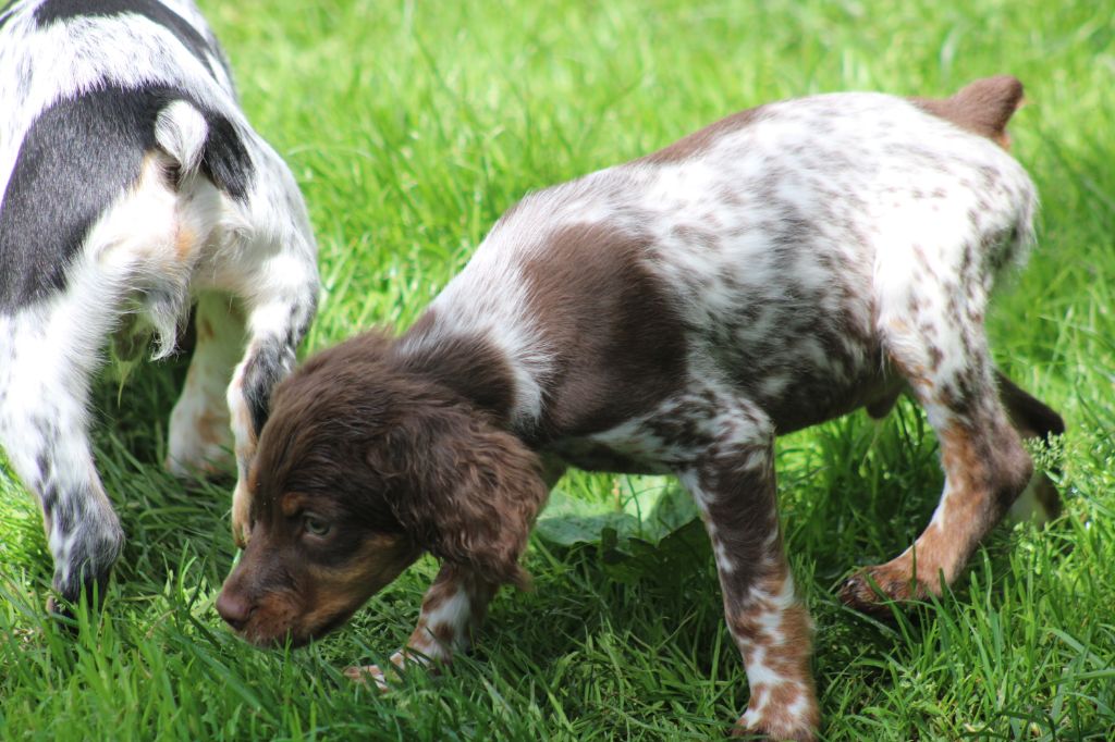 Toto De La Vallée De La Py