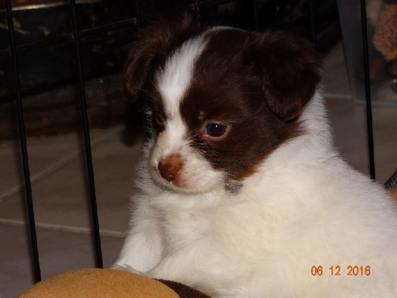 Mirabelle De La Vallée De La Py