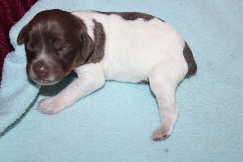 Toto De La Vallée De La Py