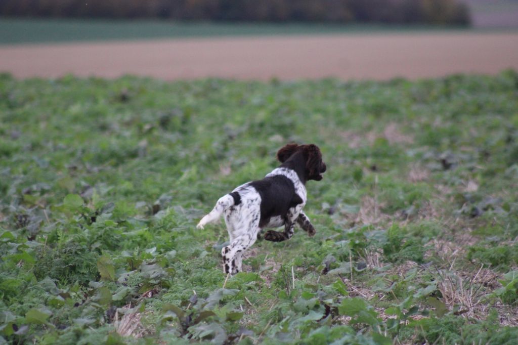 Alpha De La Vallée De La Py