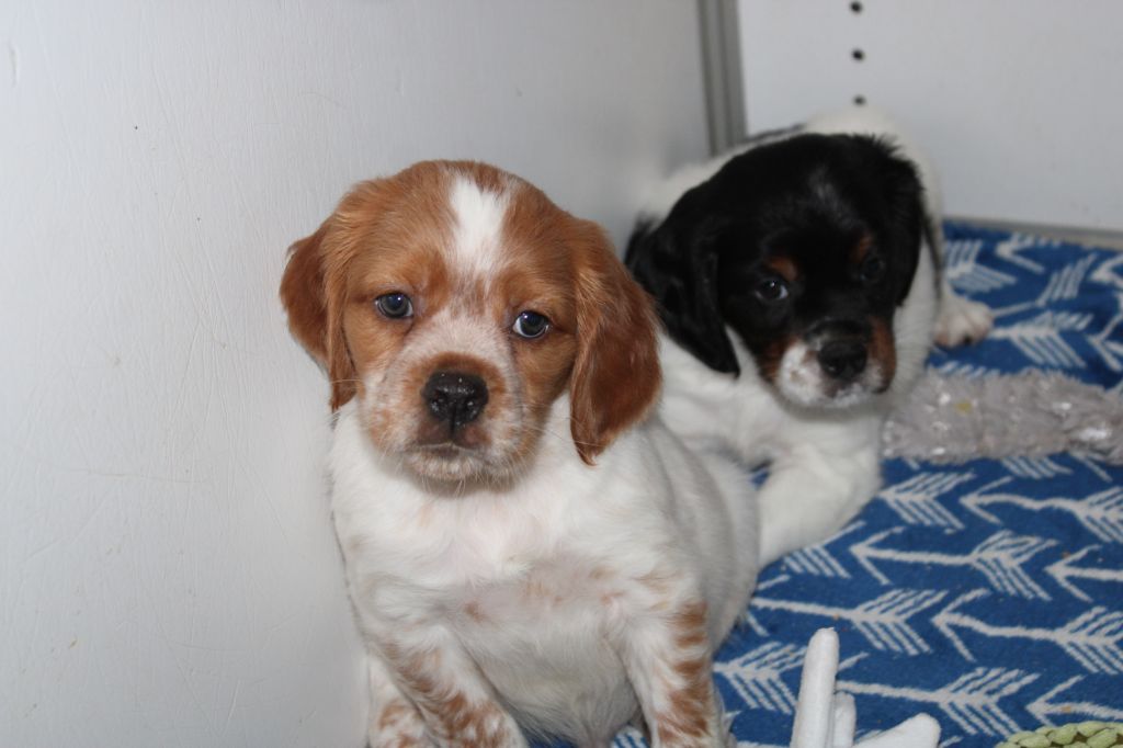 Artus De La Vallée De La Py