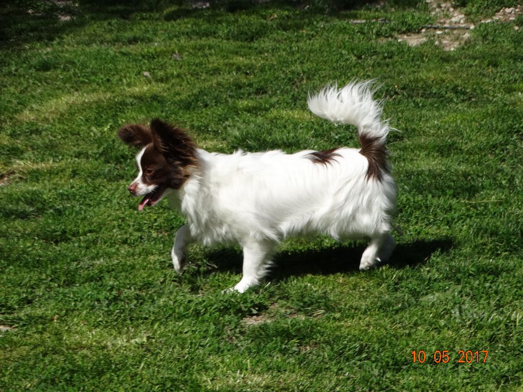 Mirabelle De La Vallée De La Py