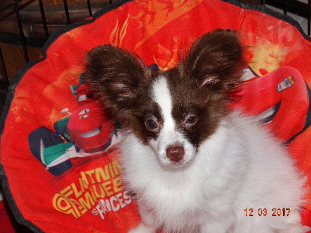 Mirabelle De La Vallée De La Py