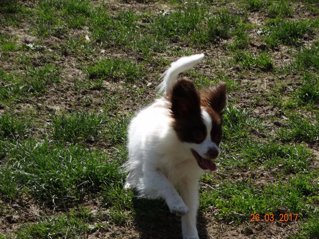 Mirabelle De La Vallée De La Py