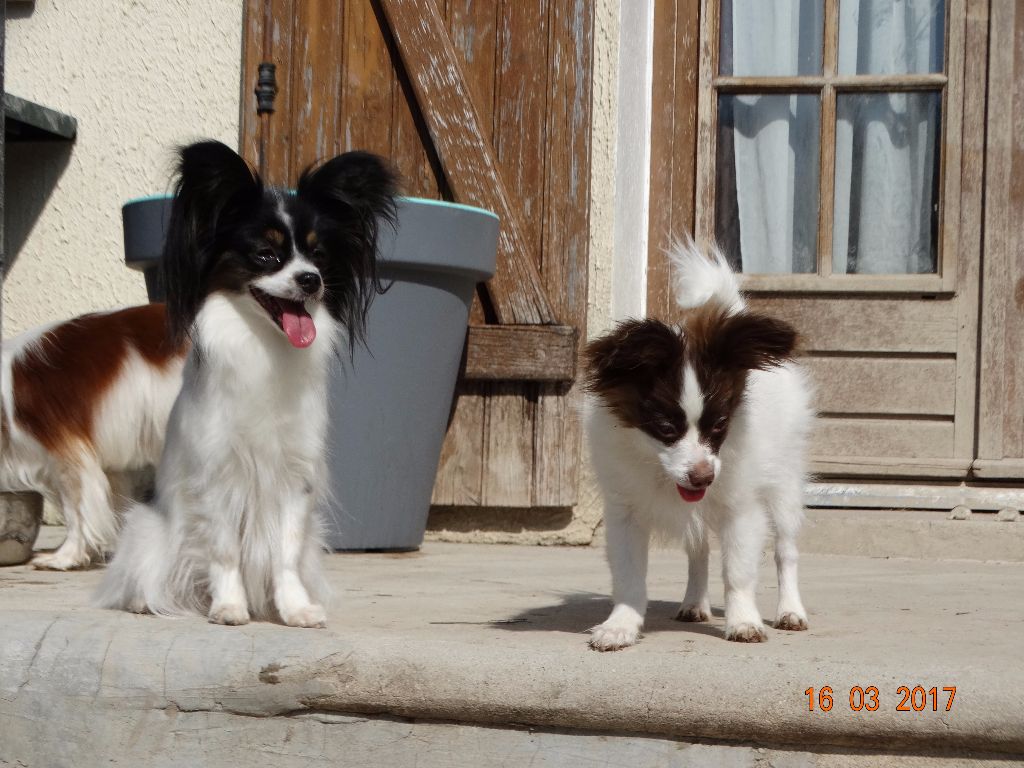 Mirabelle De La Vallée De La Py