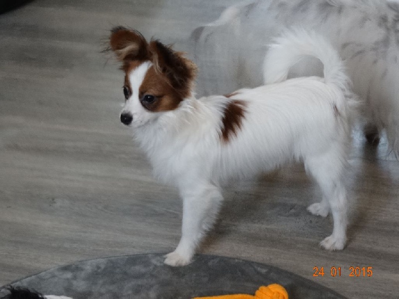 Jepp De La Vallée De La Py