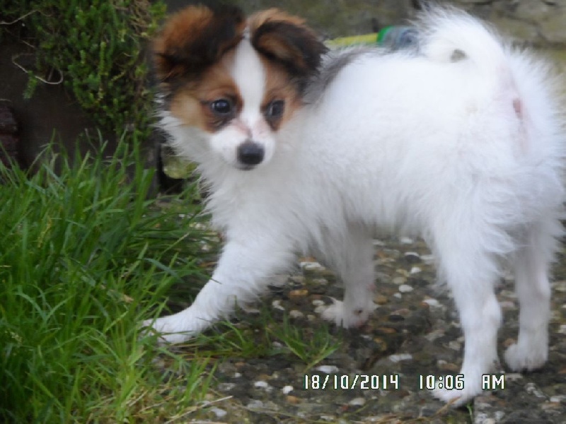 Jepp De La Vallée De La Py