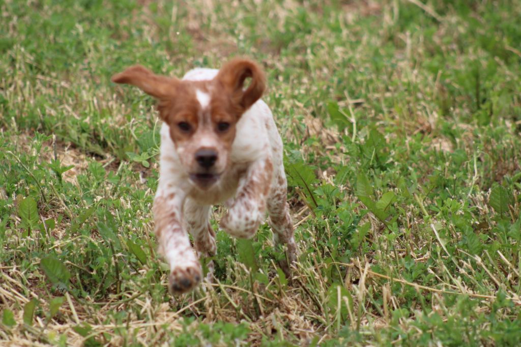 Artus De La Vallée De La Py