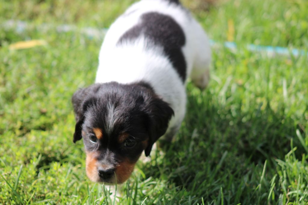 Publication : De La Vallée De La Py