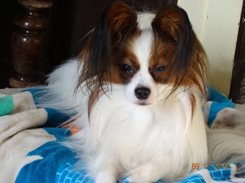 Jepp De La Vallée De La Py