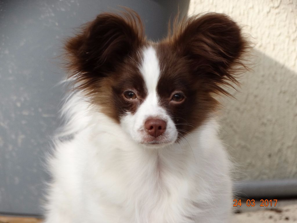 Mirabelle De La Vallée De La Py