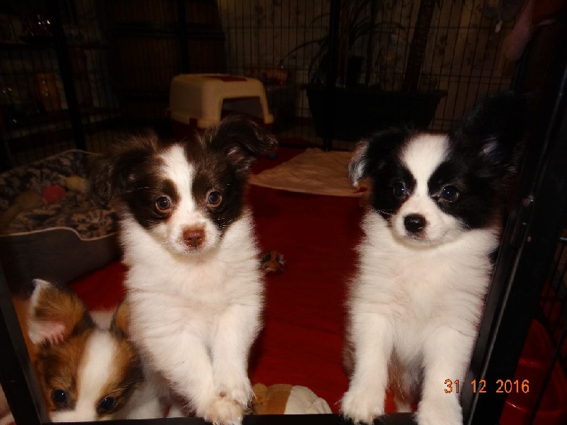 Mirabelle De La Vallée De La Py