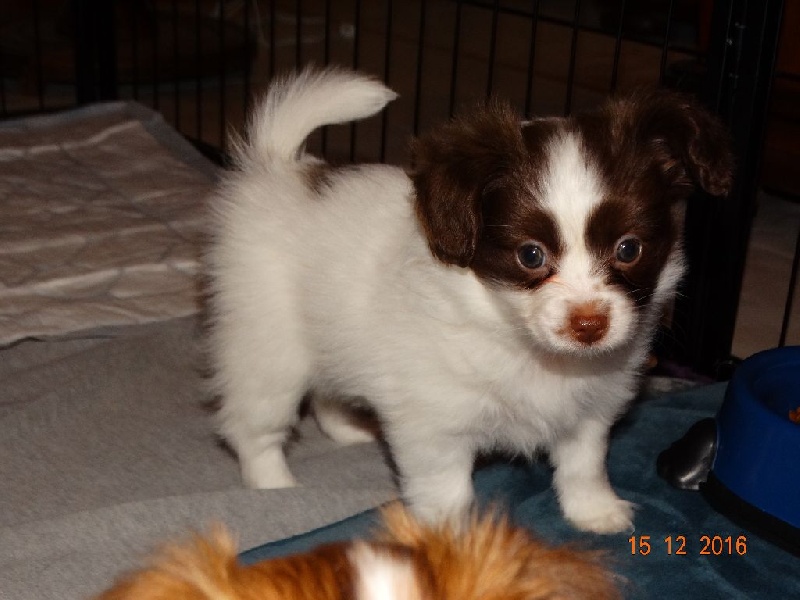 Mirabelle De La Vallée De La Py