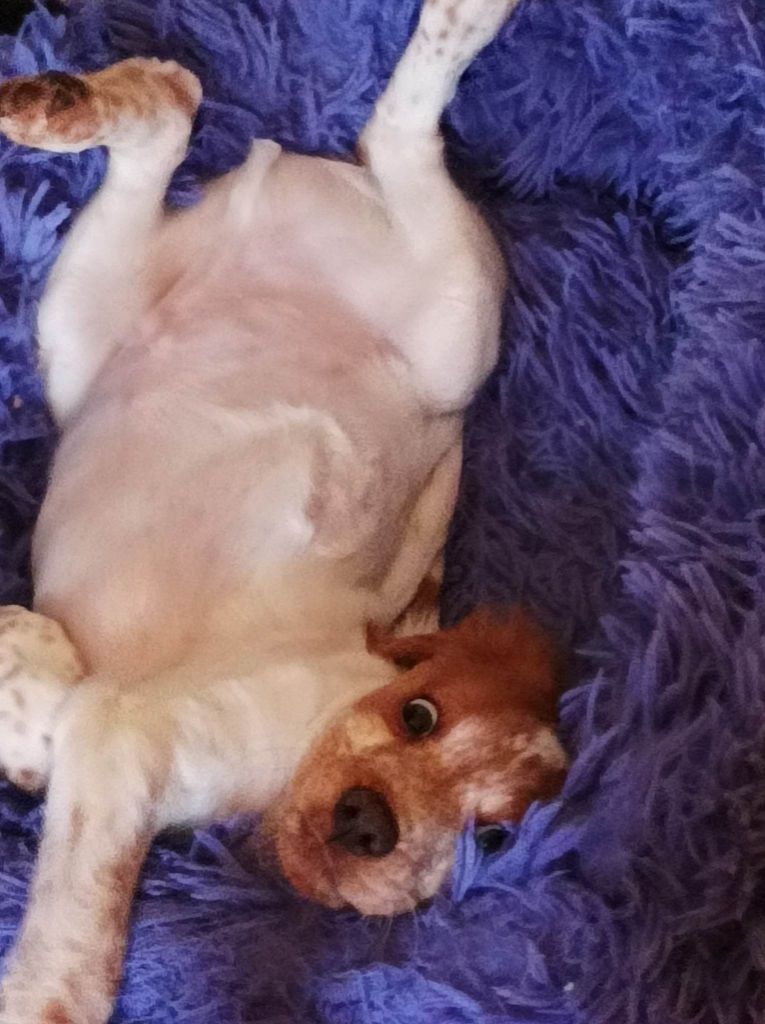 Tcho De La Vallée De La Py