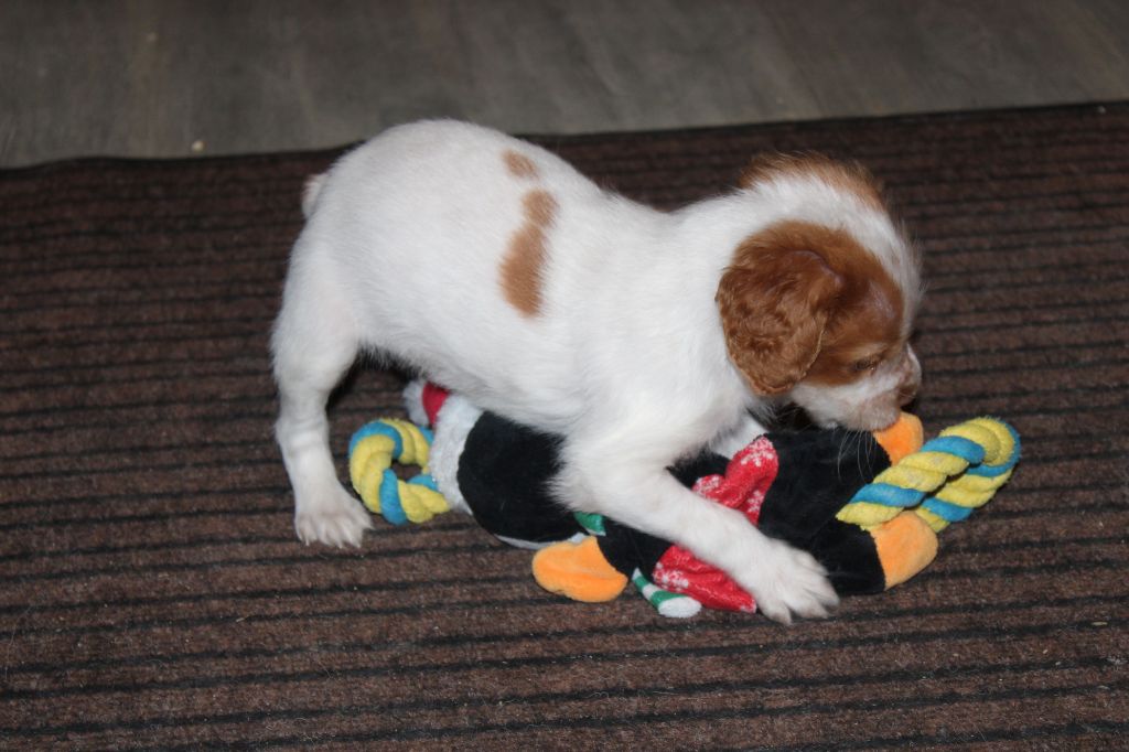 Tcho De La Vallée De La Py