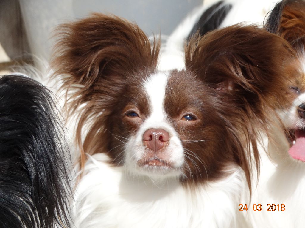 Mirabelle De La Vallée De La Py