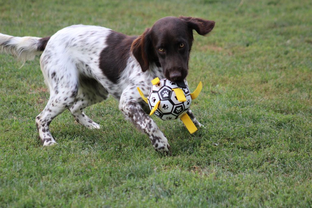 Violette De La Vallée De La Py