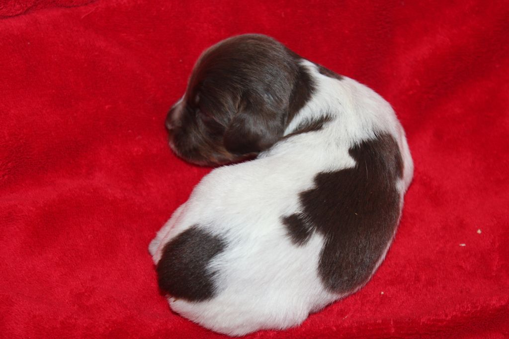 Toto De La Vallée De La Py