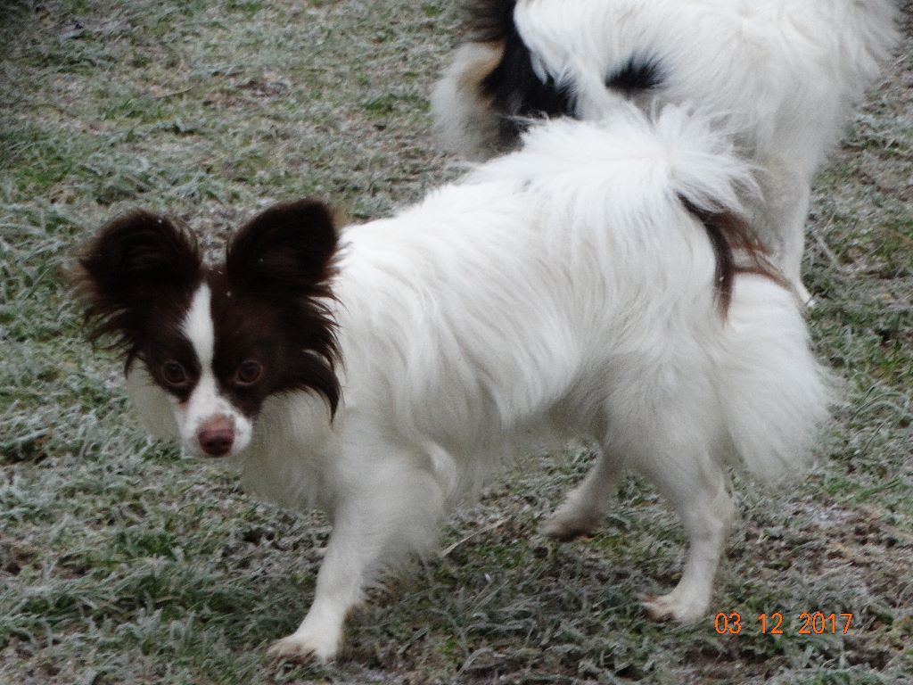 Mirabelle De La Vallée De La Py