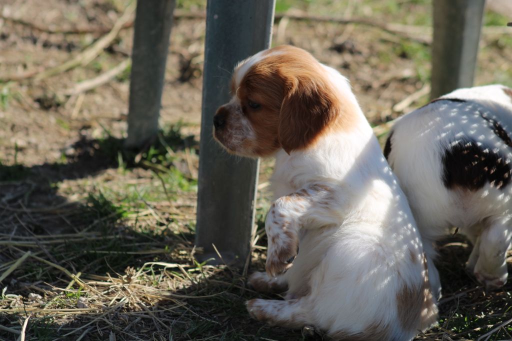 Artus De La Vallée De La Py
