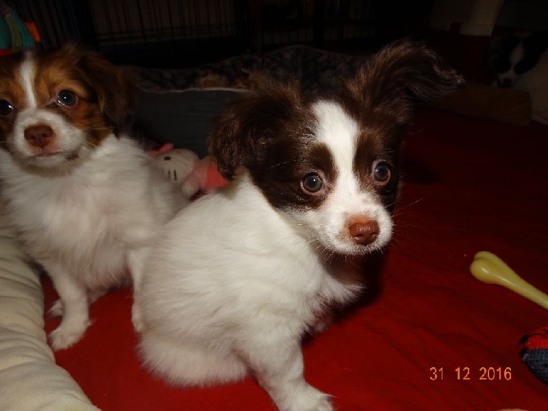 Mirabelle De La Vallée De La Py