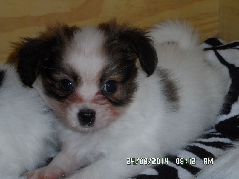 Jepp De La Vallée De La Py