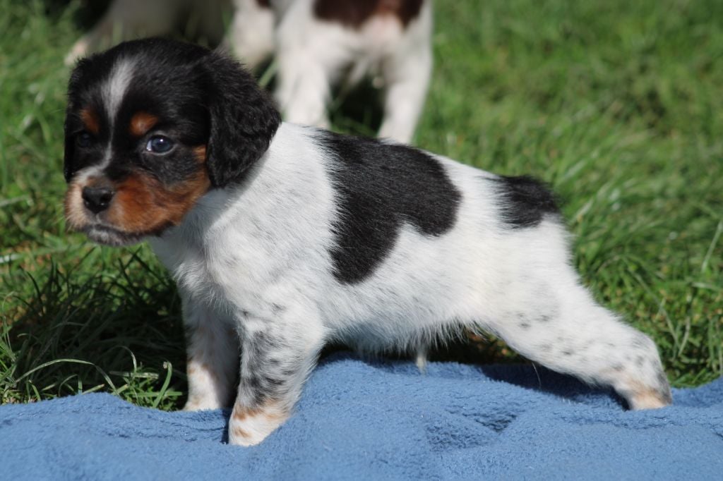 Publication : De La Vallée De La Py