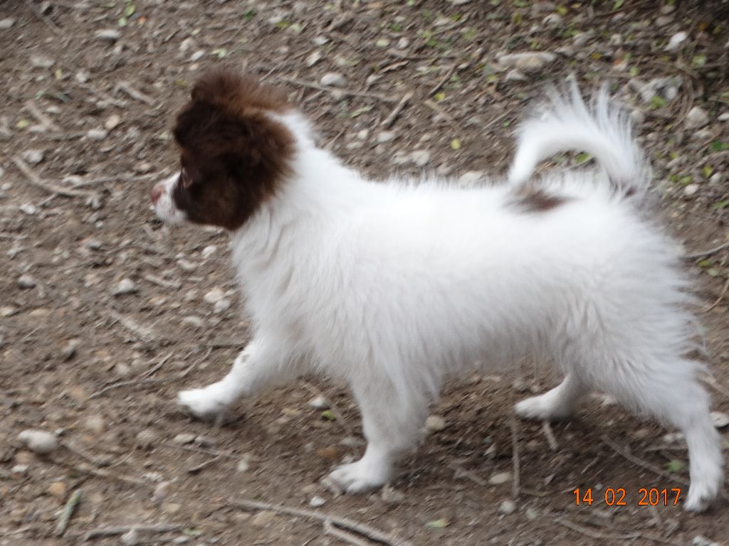 Mirabelle De La Vallée De La Py