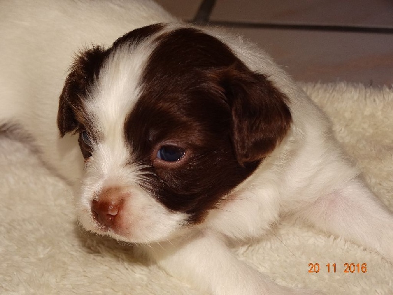 Mirabelle De La Vallée De La Py