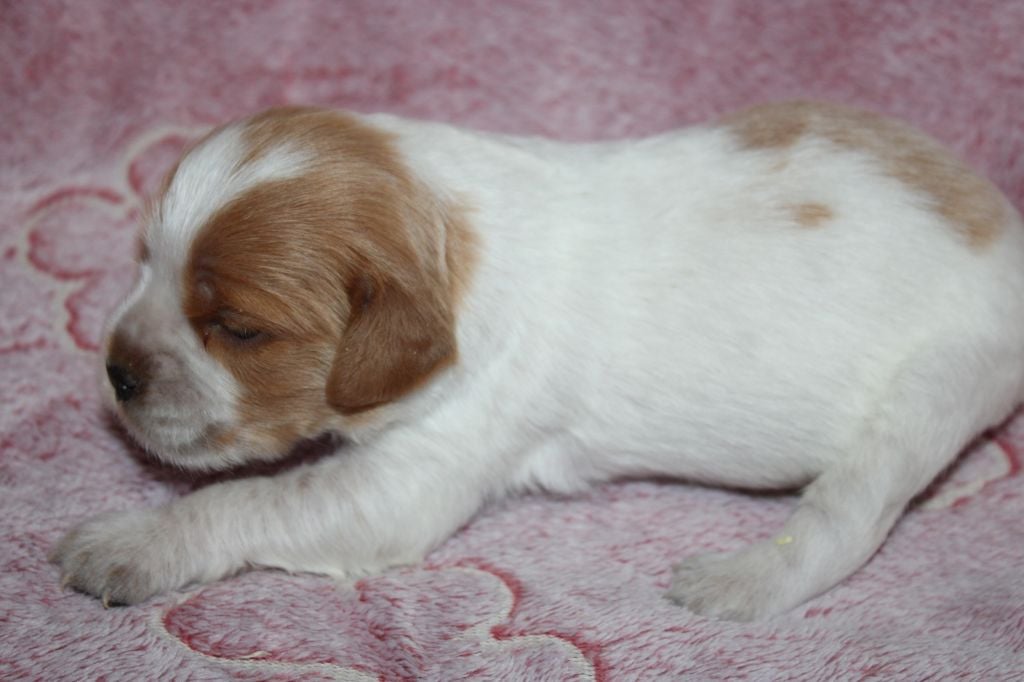 Artus De La Vallée De La Py