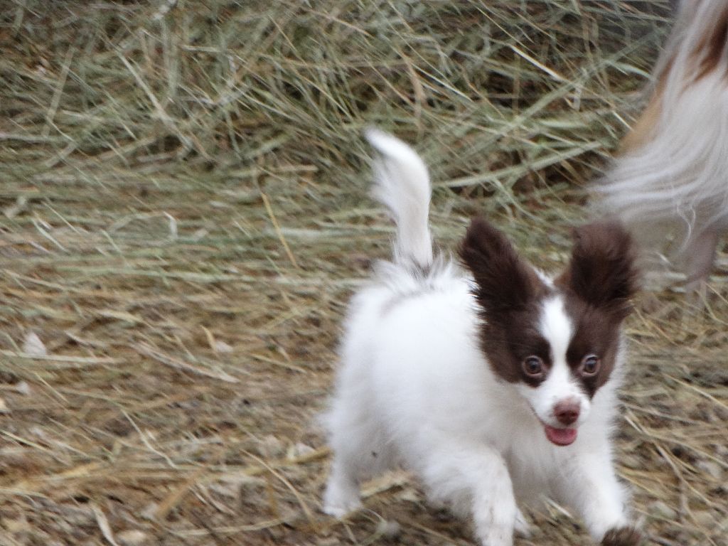 Mirabelle De La Vallée De La Py