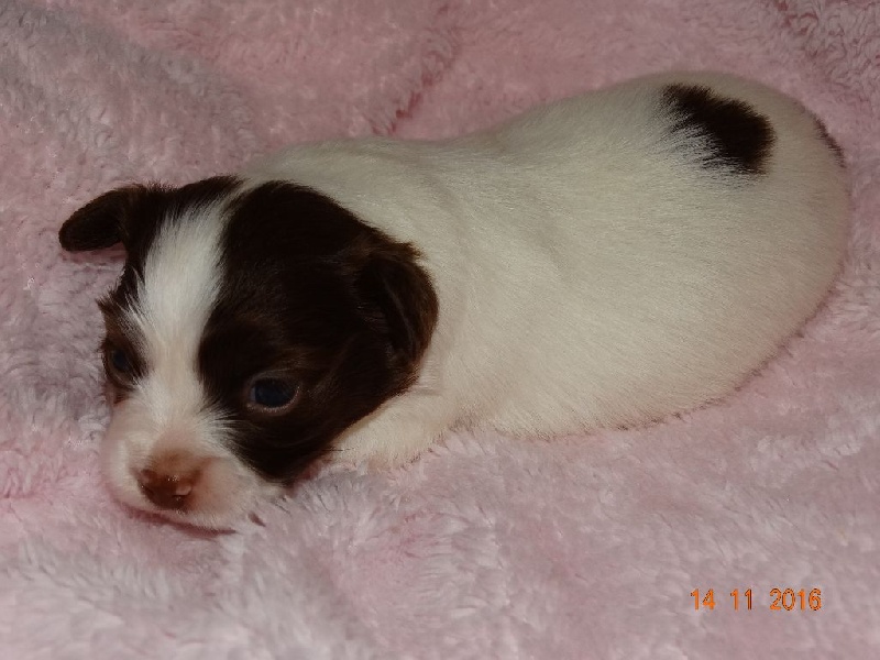 Mirabelle De La Vallée De La Py