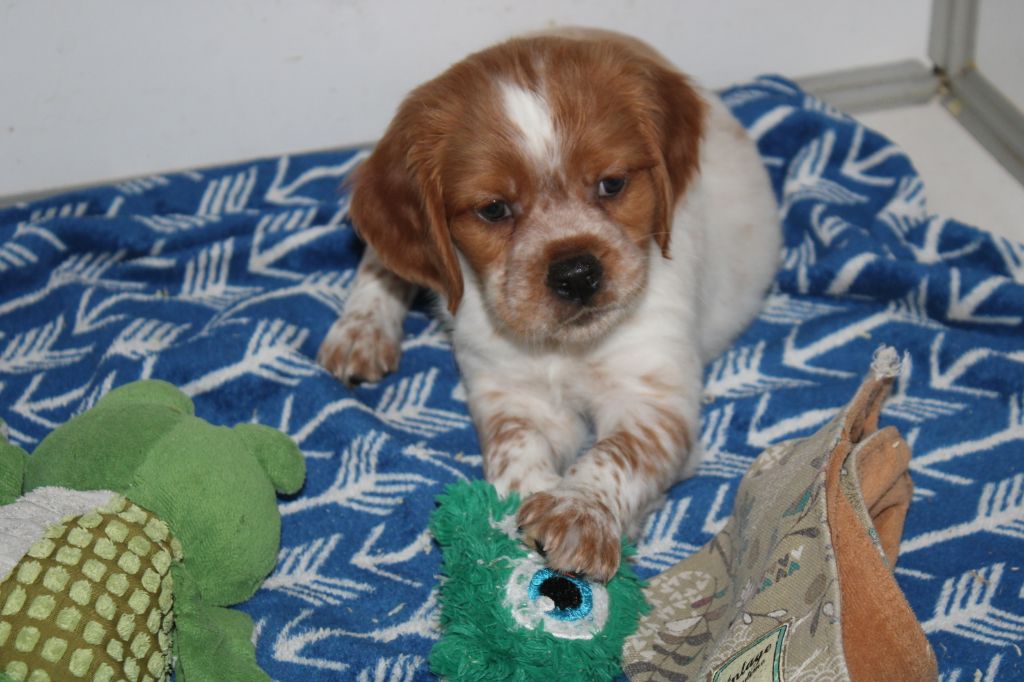 Artus De La Vallée De La Py