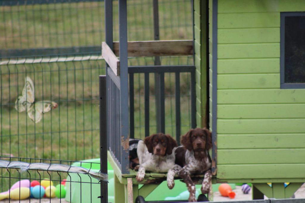 Toto De La Vallée De La Py